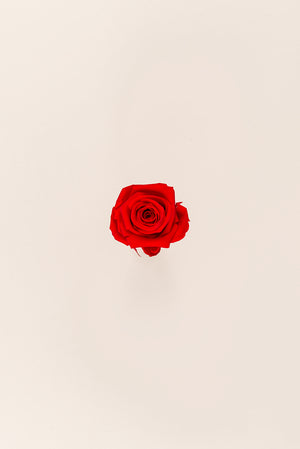 Rose en vrac - Paquet de 288 u.