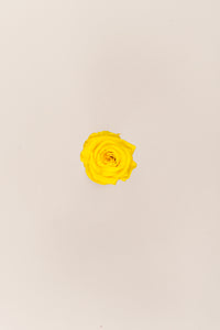 Jaune vif