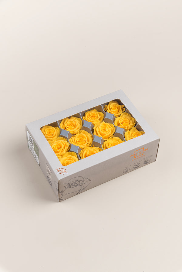 Rose Mini - Box 12 heads