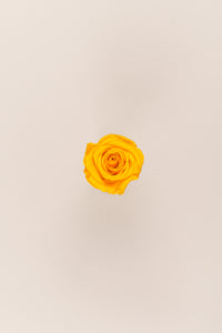 Jaune chaud