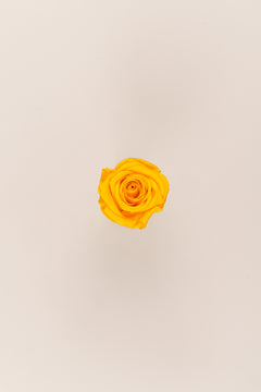 Warm Yellow