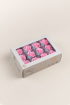 Rosa pastel