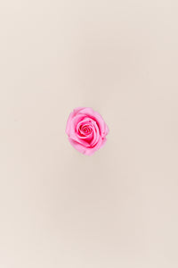 Rose pâle