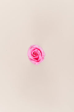 Pastel Pink