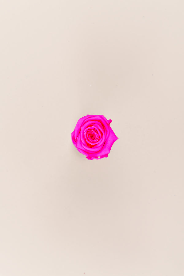 Rose Mini Bulk - Pack 288 u.