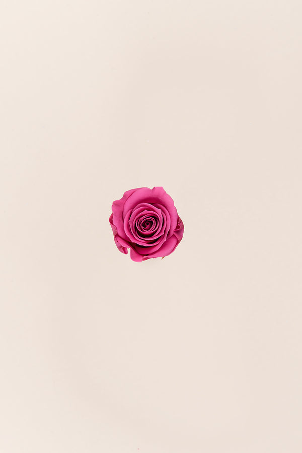 Rose Mini Bulk - Pack 288 u.
