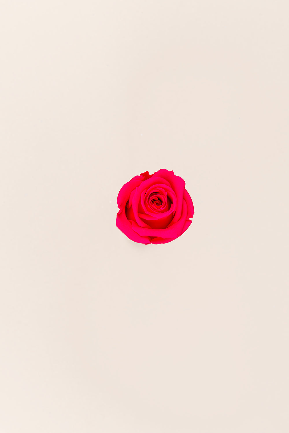 Rosa Mini - Caja 12 cabezas