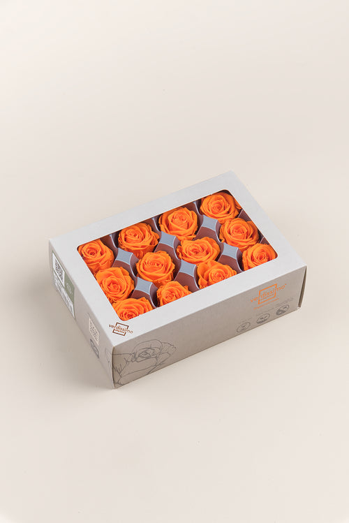 Rose Mini - Box 12 heads