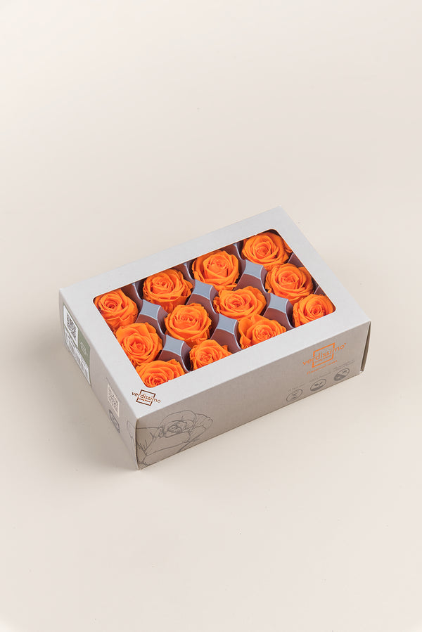 Rose Mini - Box 12 heads