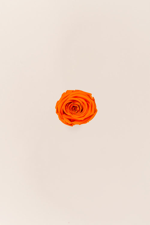 Rose en vrac - Paquet de 288 u.