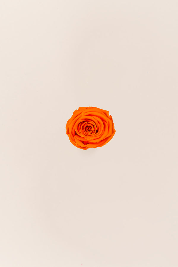Rose Mini Bulk - Pack 288 u.