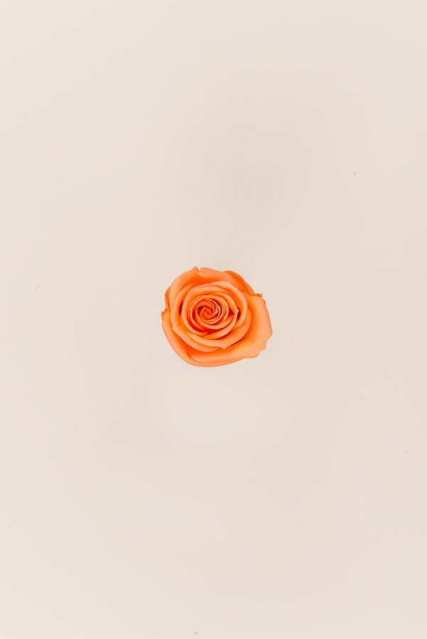 Rose Mini Bulk - Pack 288 u.