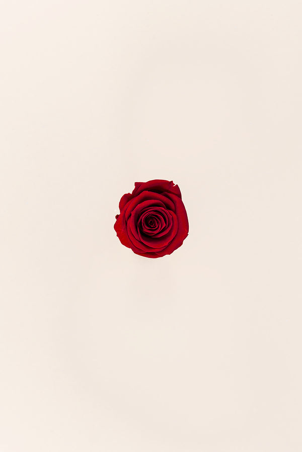 Rose Mini Bulk - Pack 288 u.