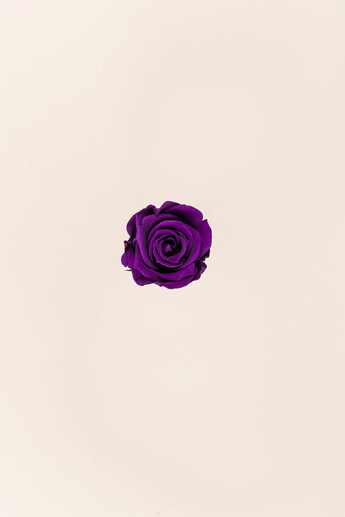 Rosa Mini a granel - Pack 288 u.