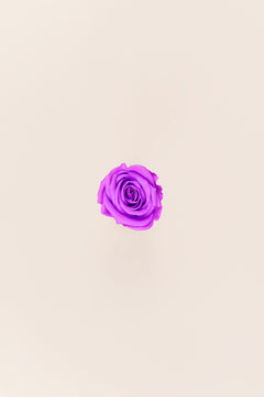 Bright Lilac