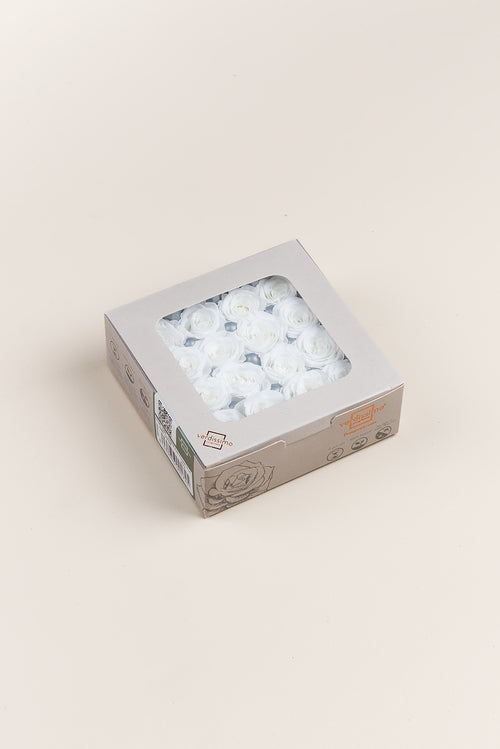 Rosa Princess - Caja 16 cabezas