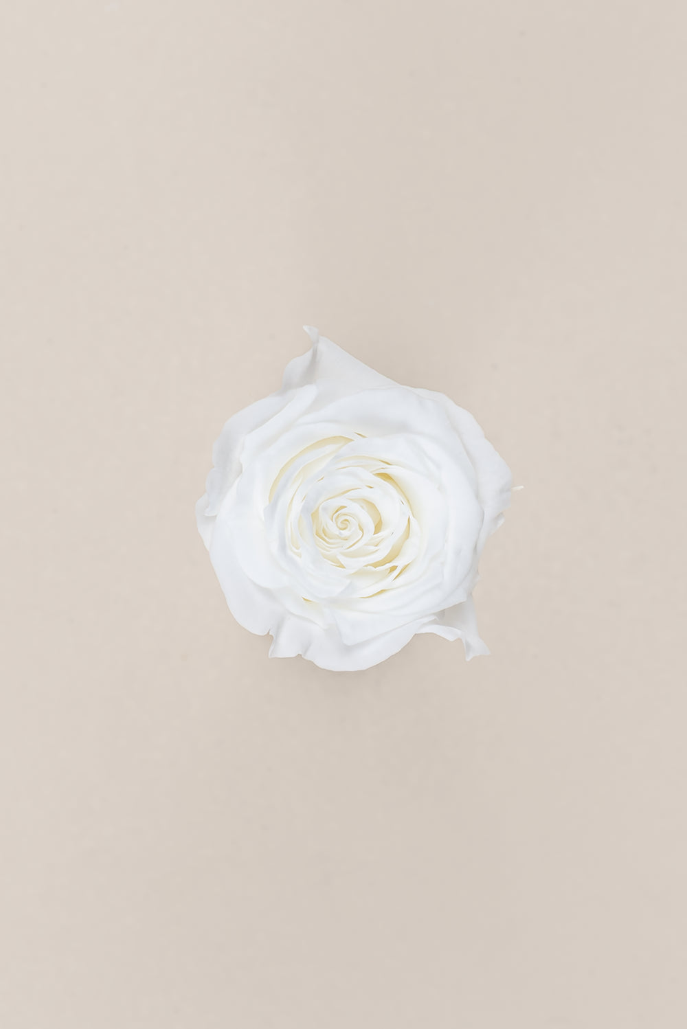 Princesse Rose - Boîte 16 têtes