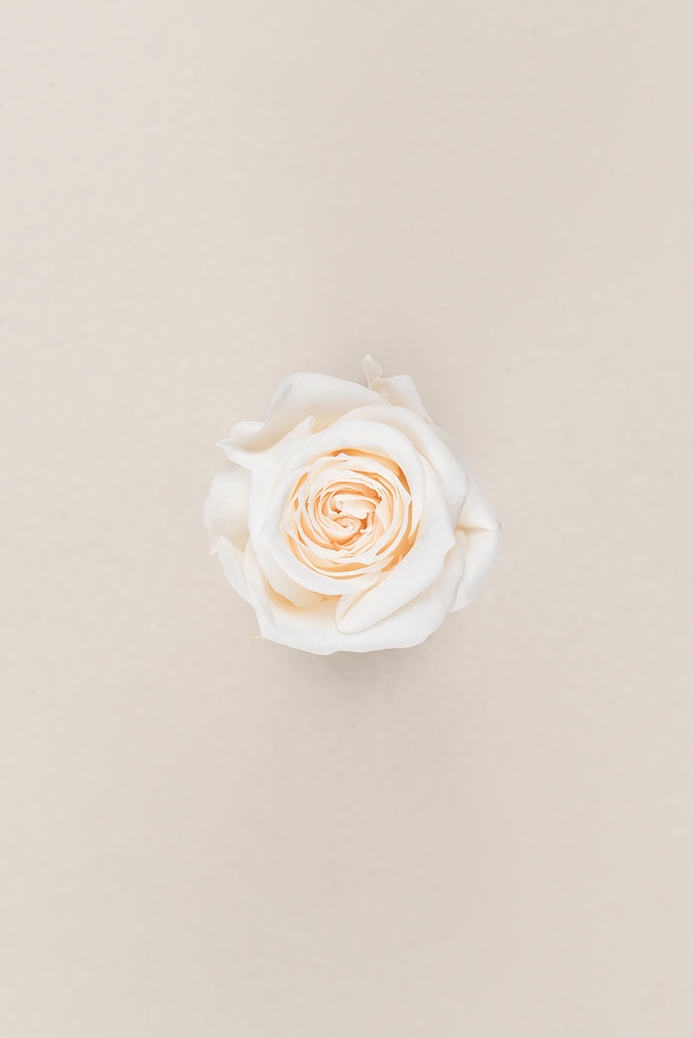 Princesse Rose - Boîte 16 têtes