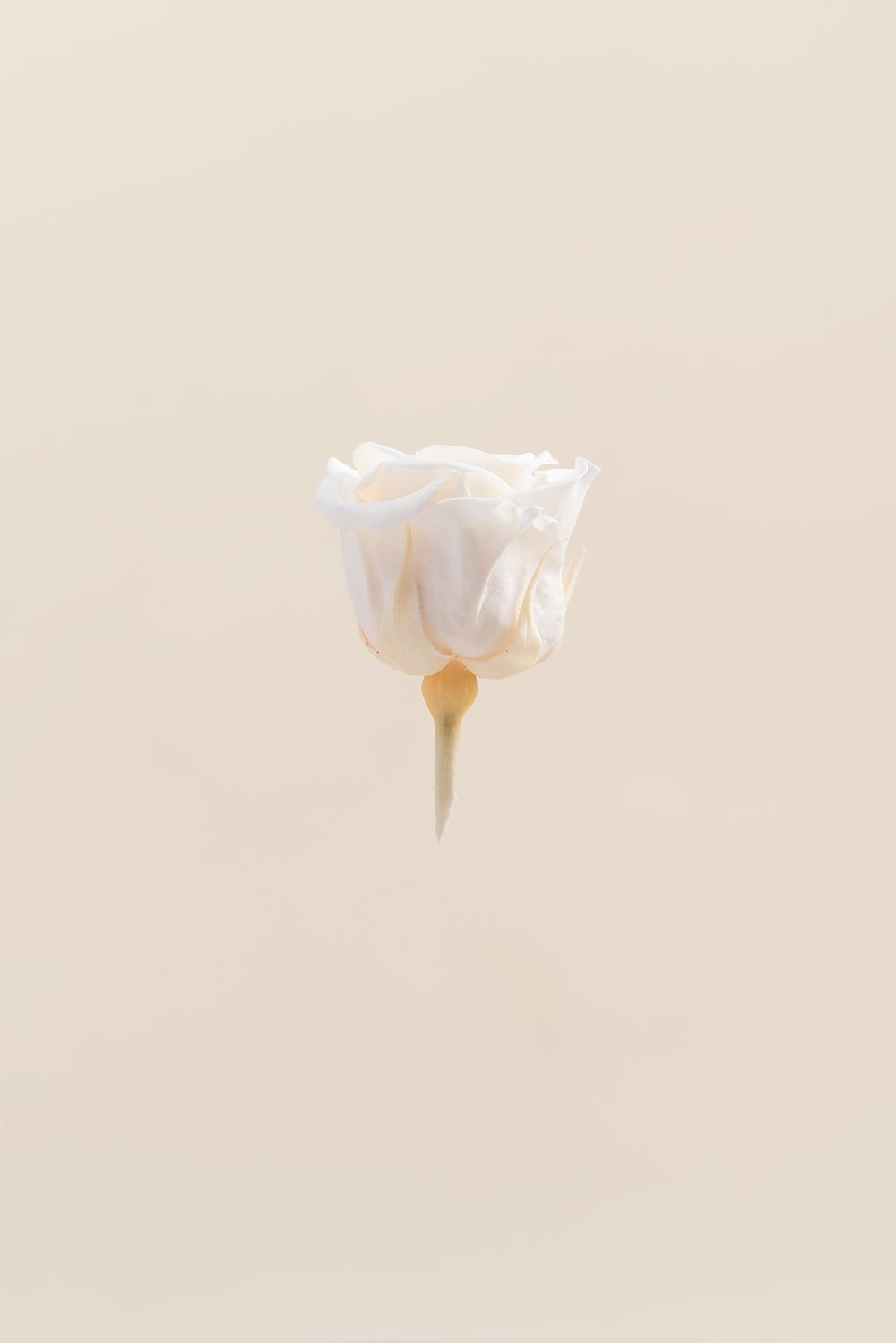 Princesse Rose - Boîte 16 têtes