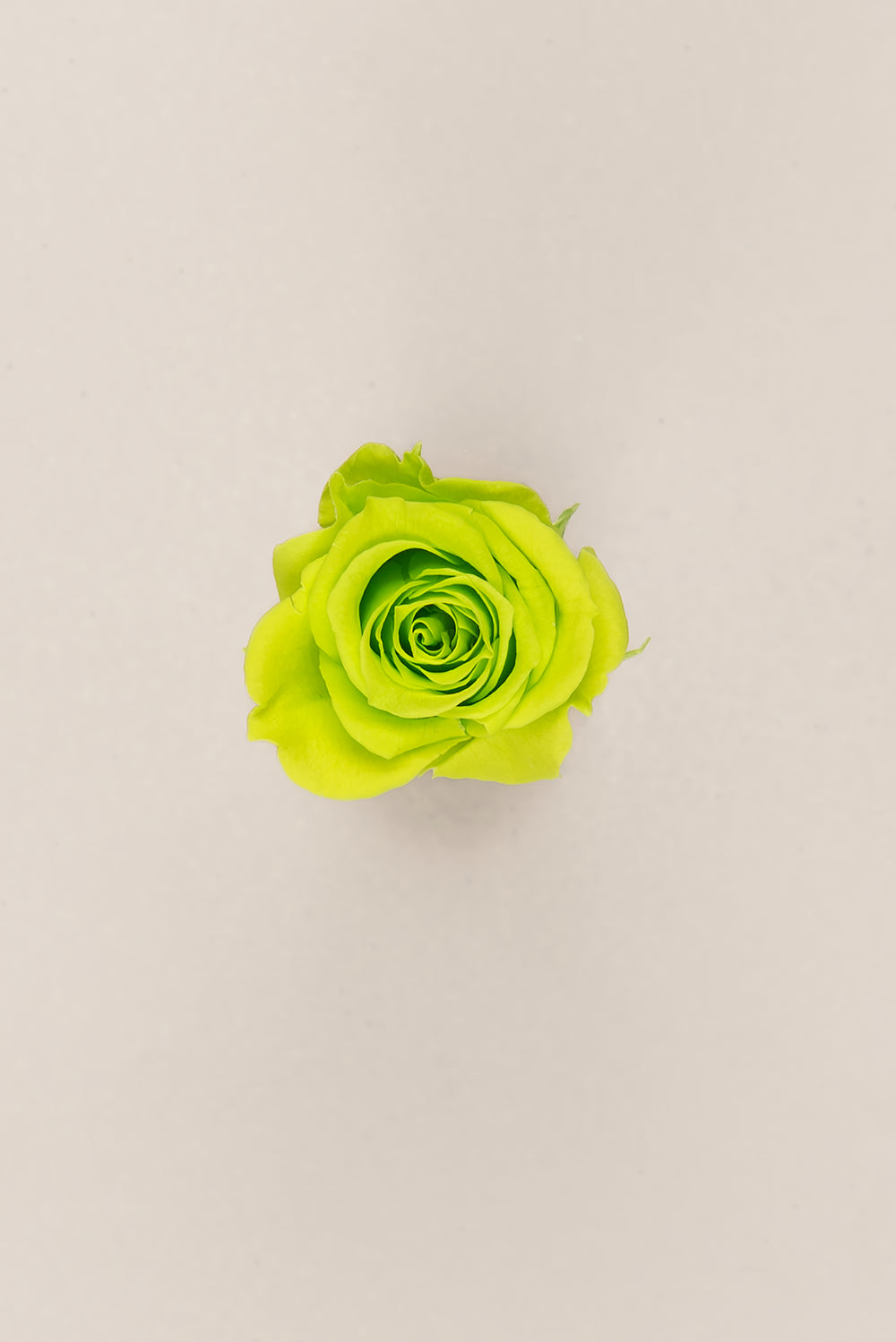 Princesse Rose - Boîte 16 têtes