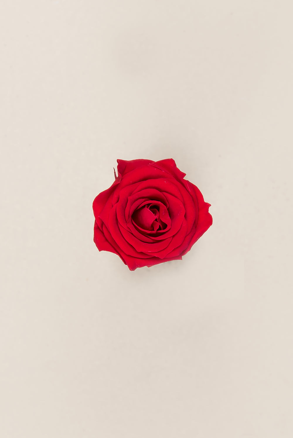 Princesse Rose - Boîte 16 têtes