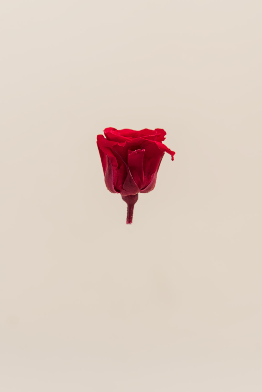 Princesse Rose - Boîte 16 têtes