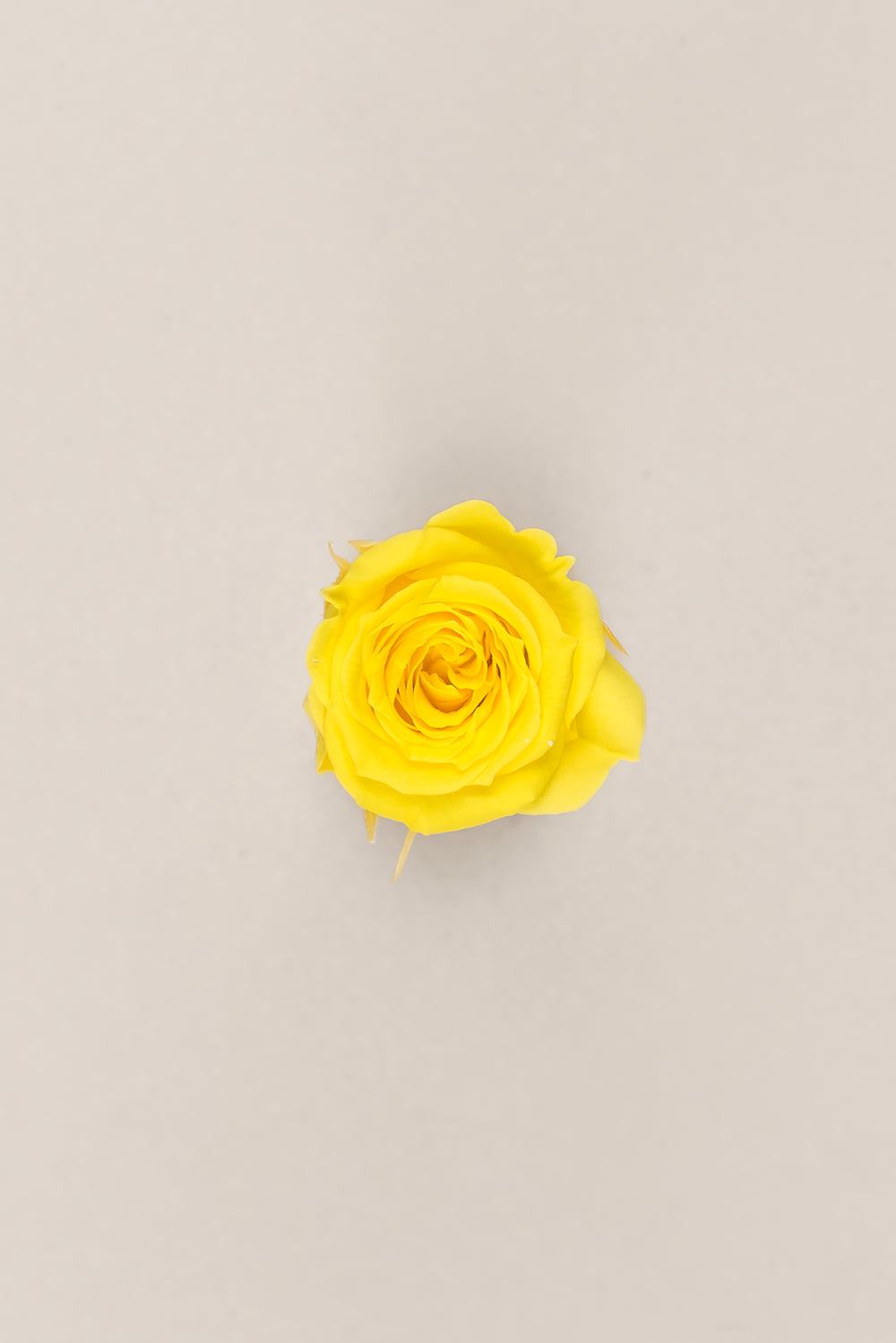 Princesse Rose - Boîte 16 têtes