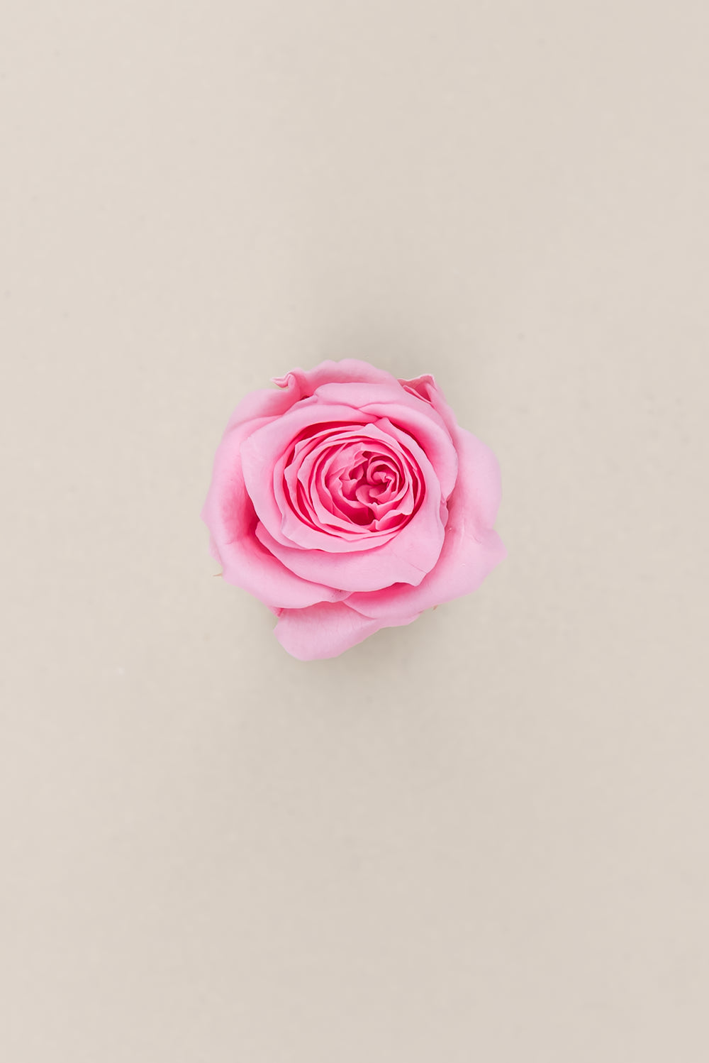 Princesse Rose - Boîte 16 têtes
