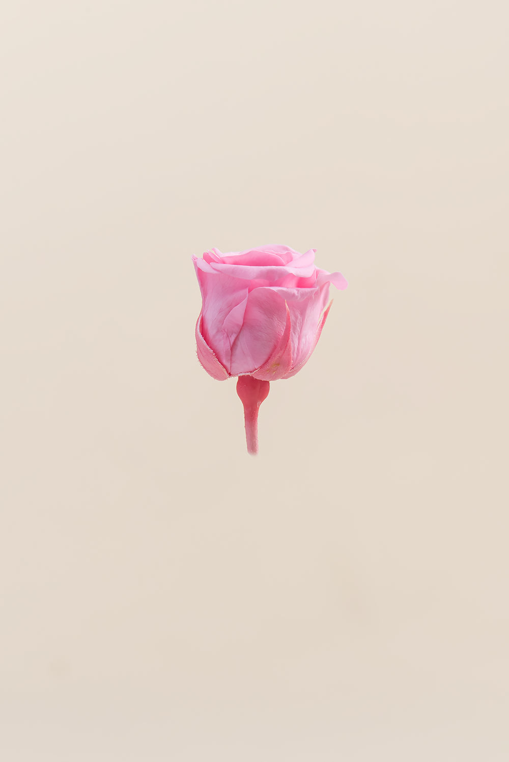 Princesse Rose - Boîte 16 têtes