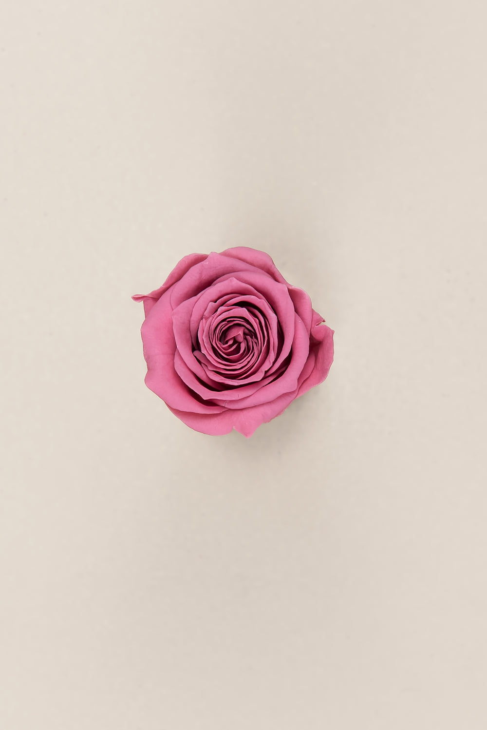 Princesse Rose - Boîte 16 têtes