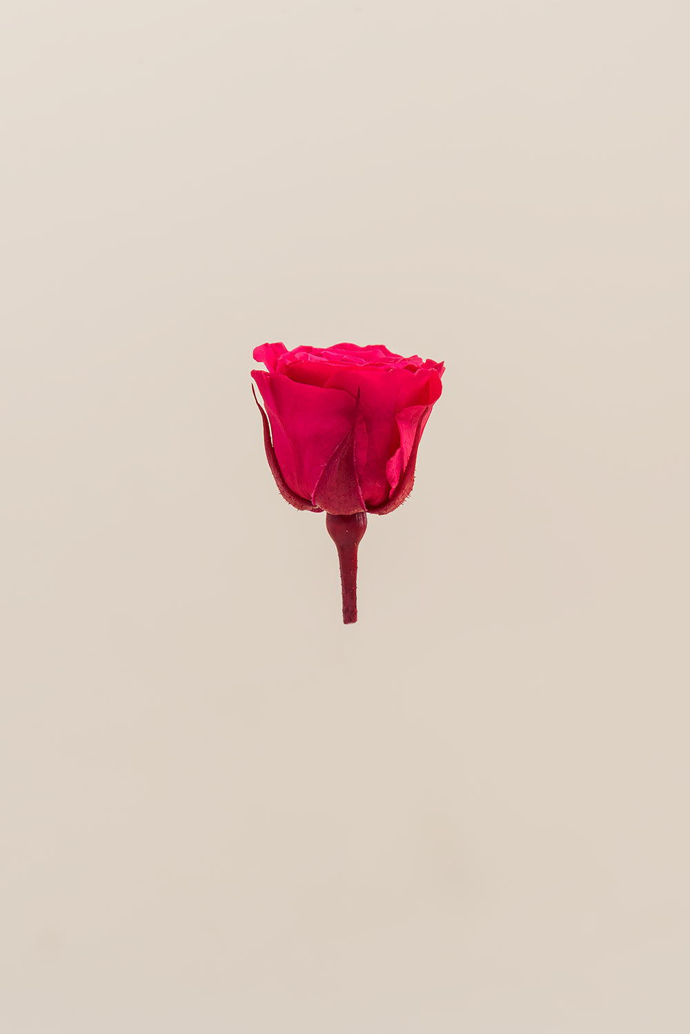Princesse Rose - Boîte 16 têtes