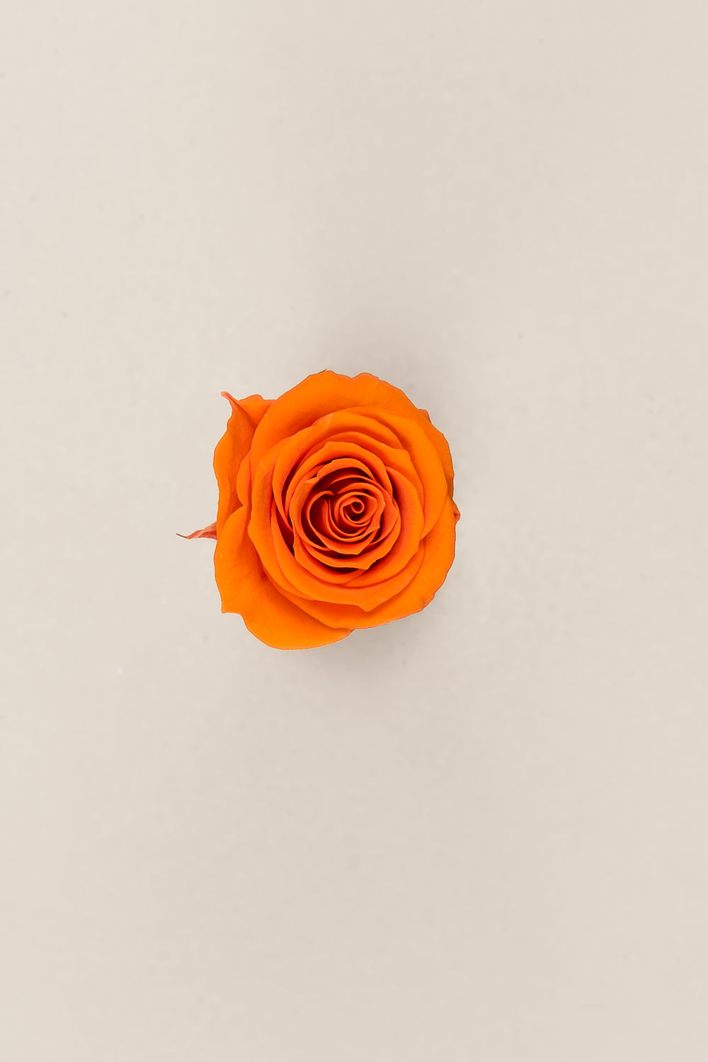Princesse Rose - Boîte 16 têtes