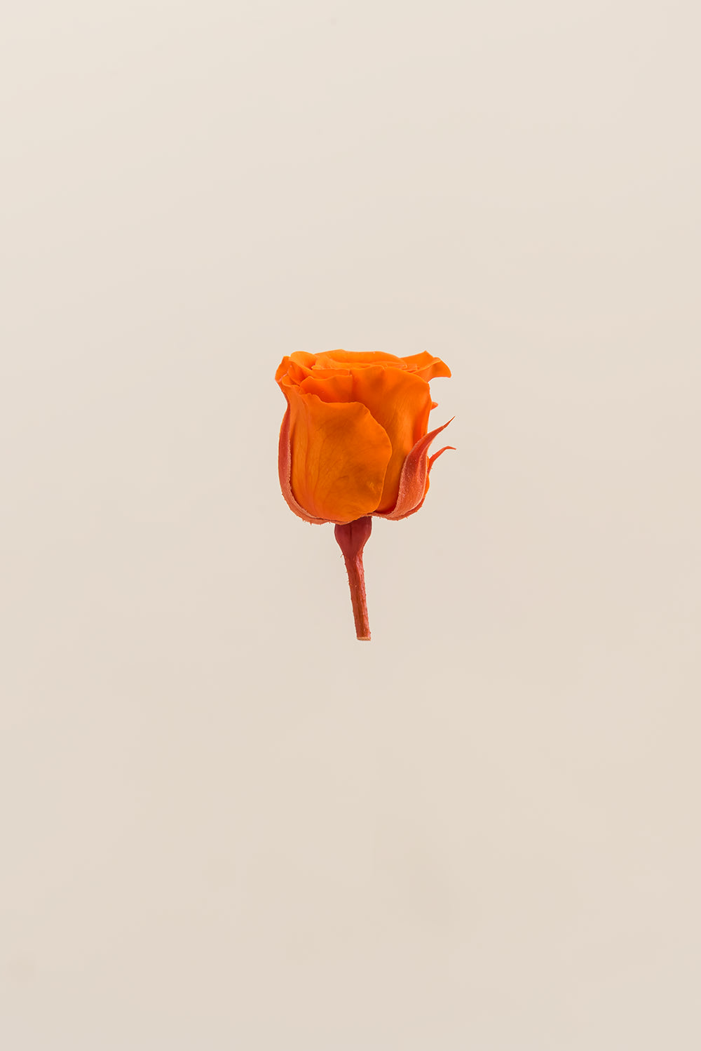 Princesse Rose - Boîte 16 têtes