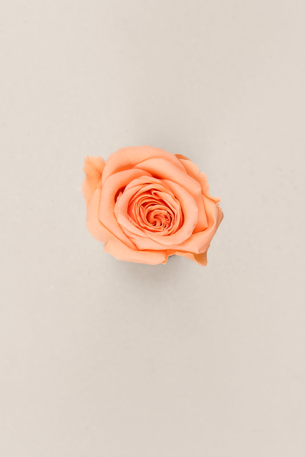Princesse Rose - Boîte 16 têtes