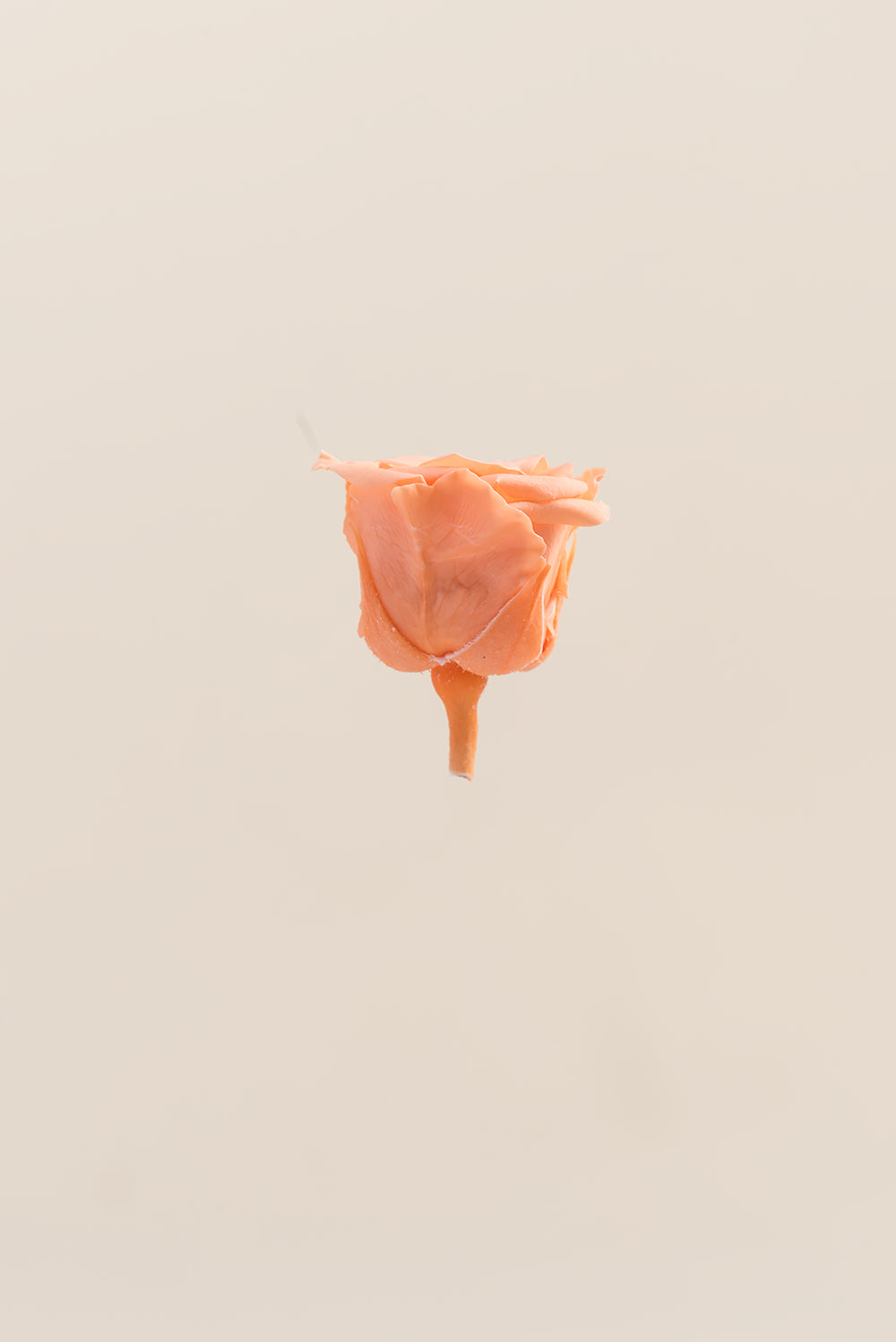 Princesse Rose - Boîte 16 têtes