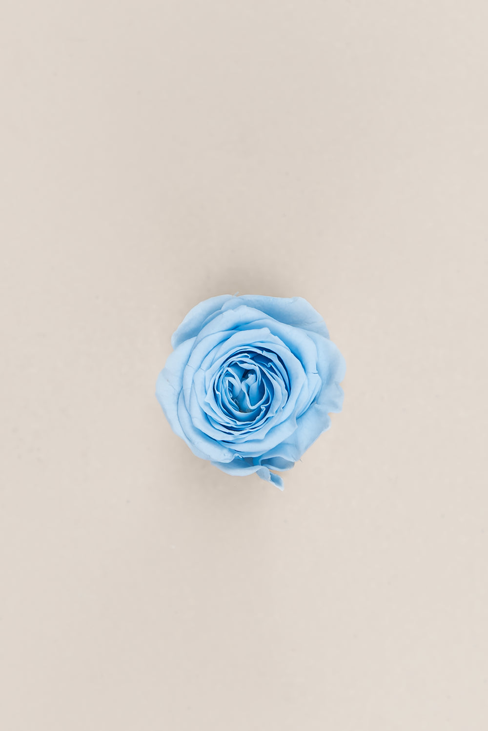 Princesse Rose - Boîte 16 têtes