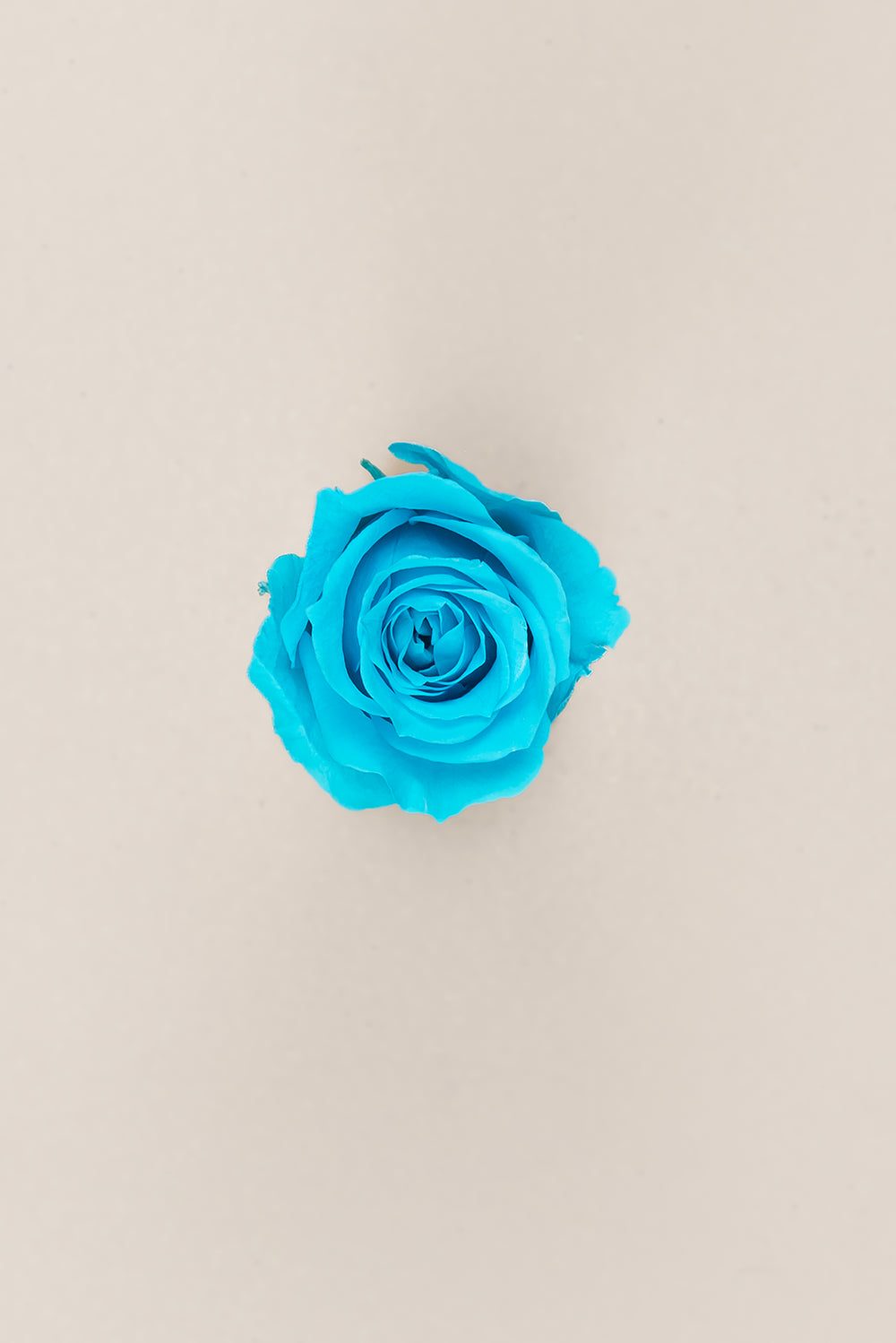 Princesse Rose - Boîte 16 têtes