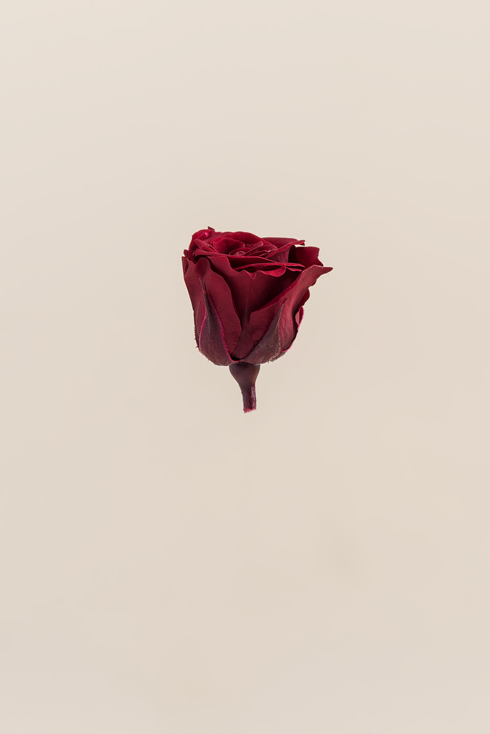 Princesse Rose - Boîte 16 têtes
