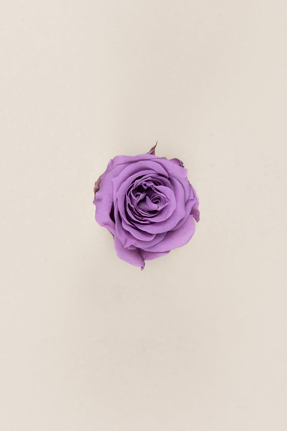 Princesse Rose - Boîte 16 têtes