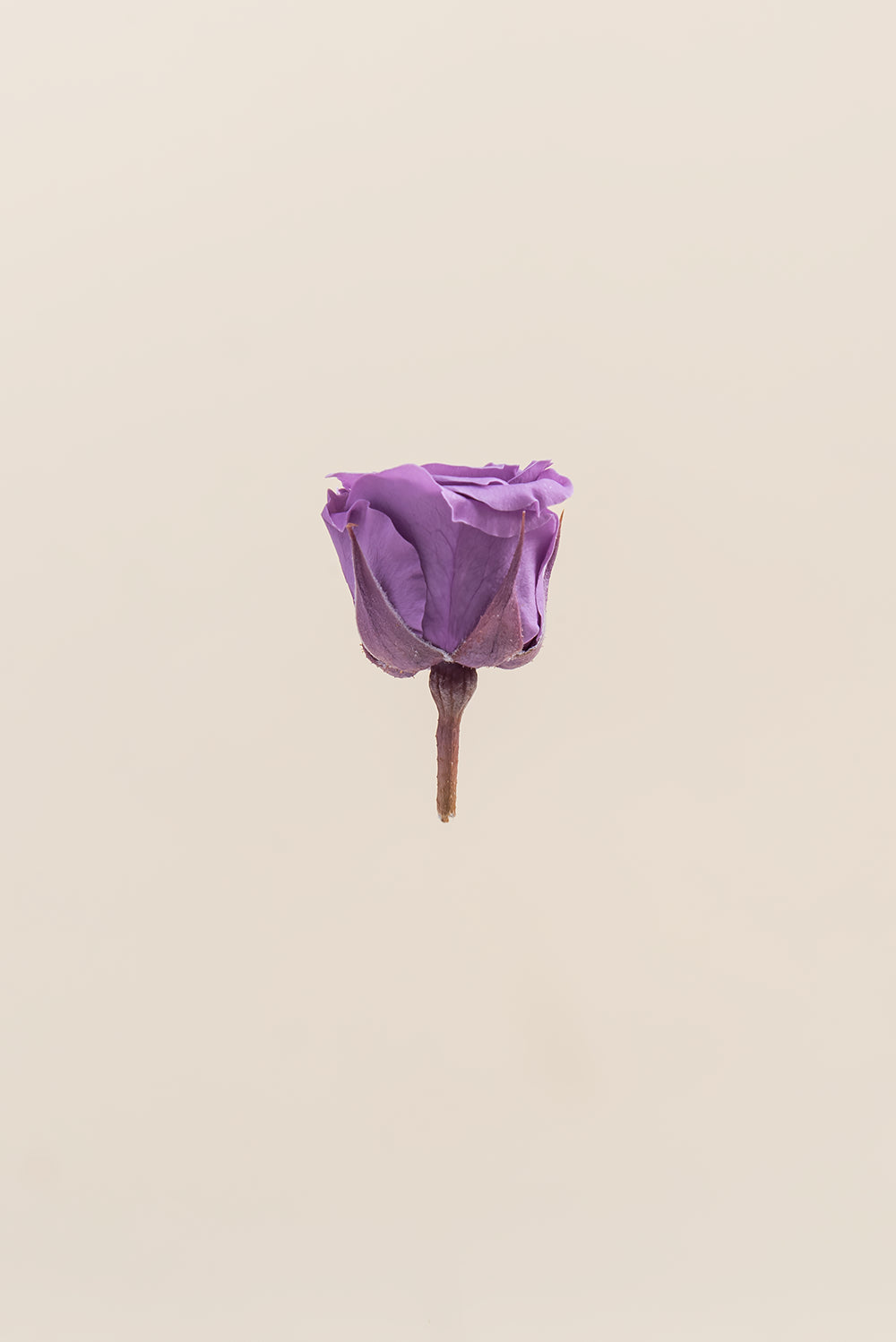 Princesse Rose - Boîte 16 têtes