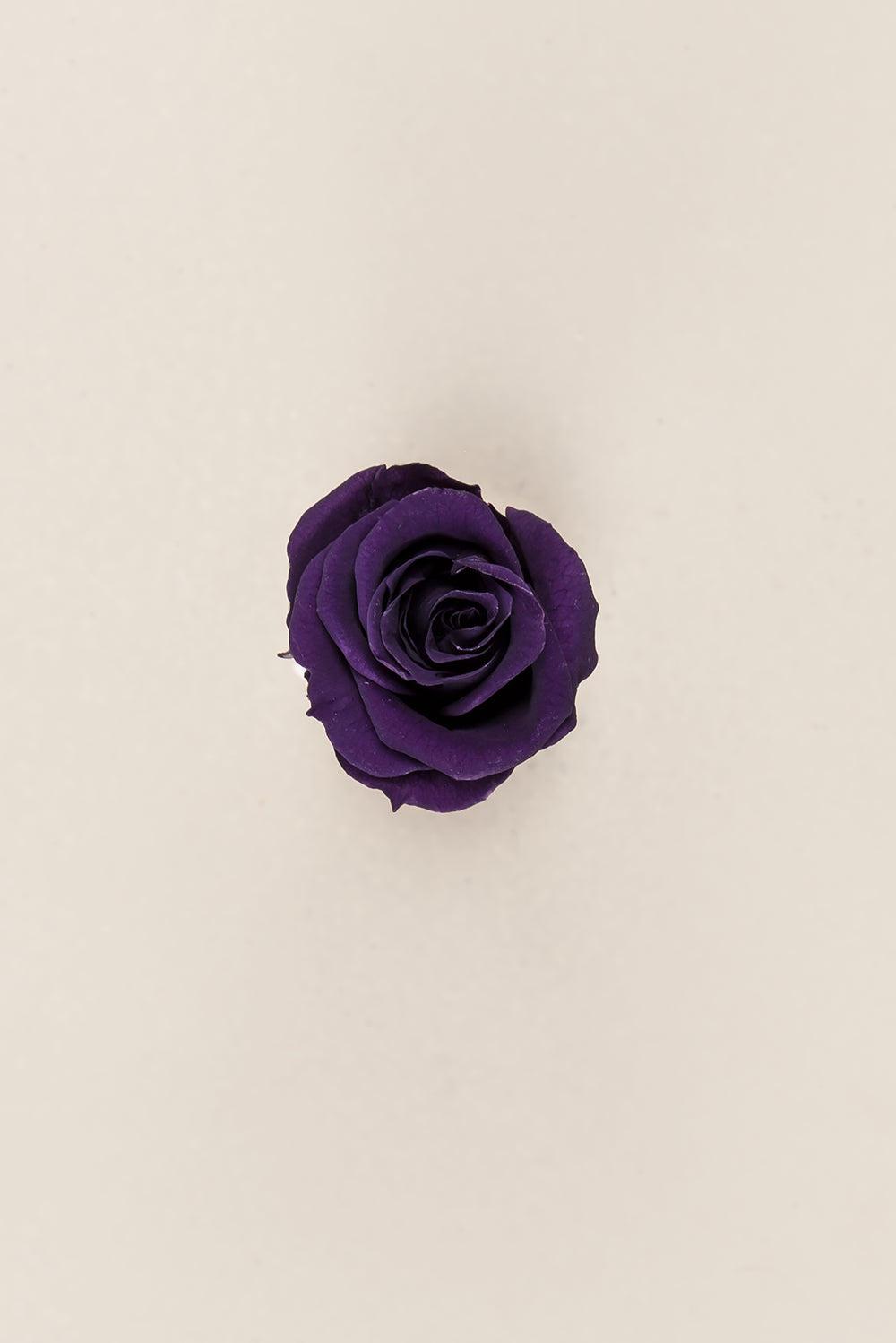 Princesse Rose - Boîte 16 têtes