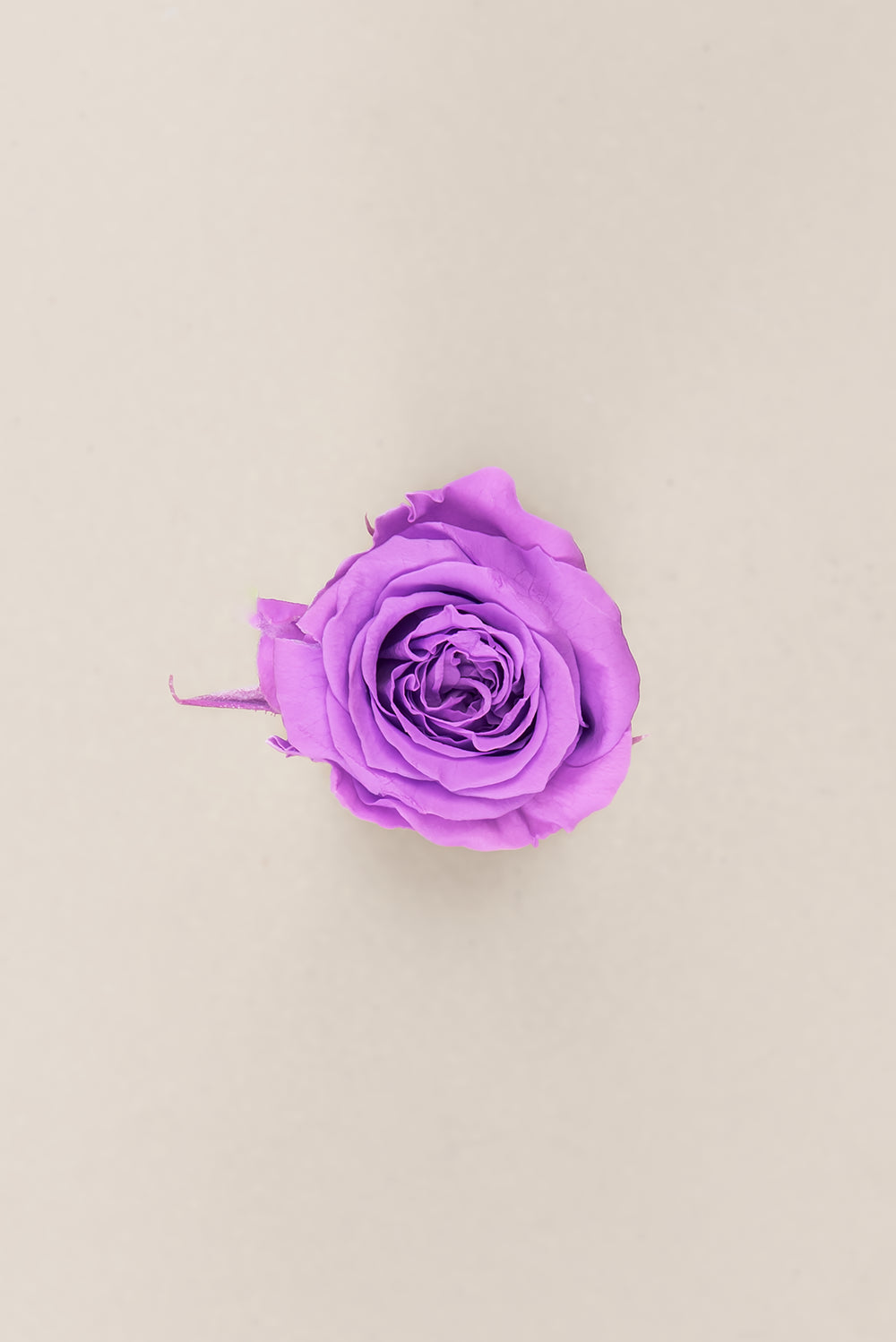 Princesse Rose - Boîte 16 têtes