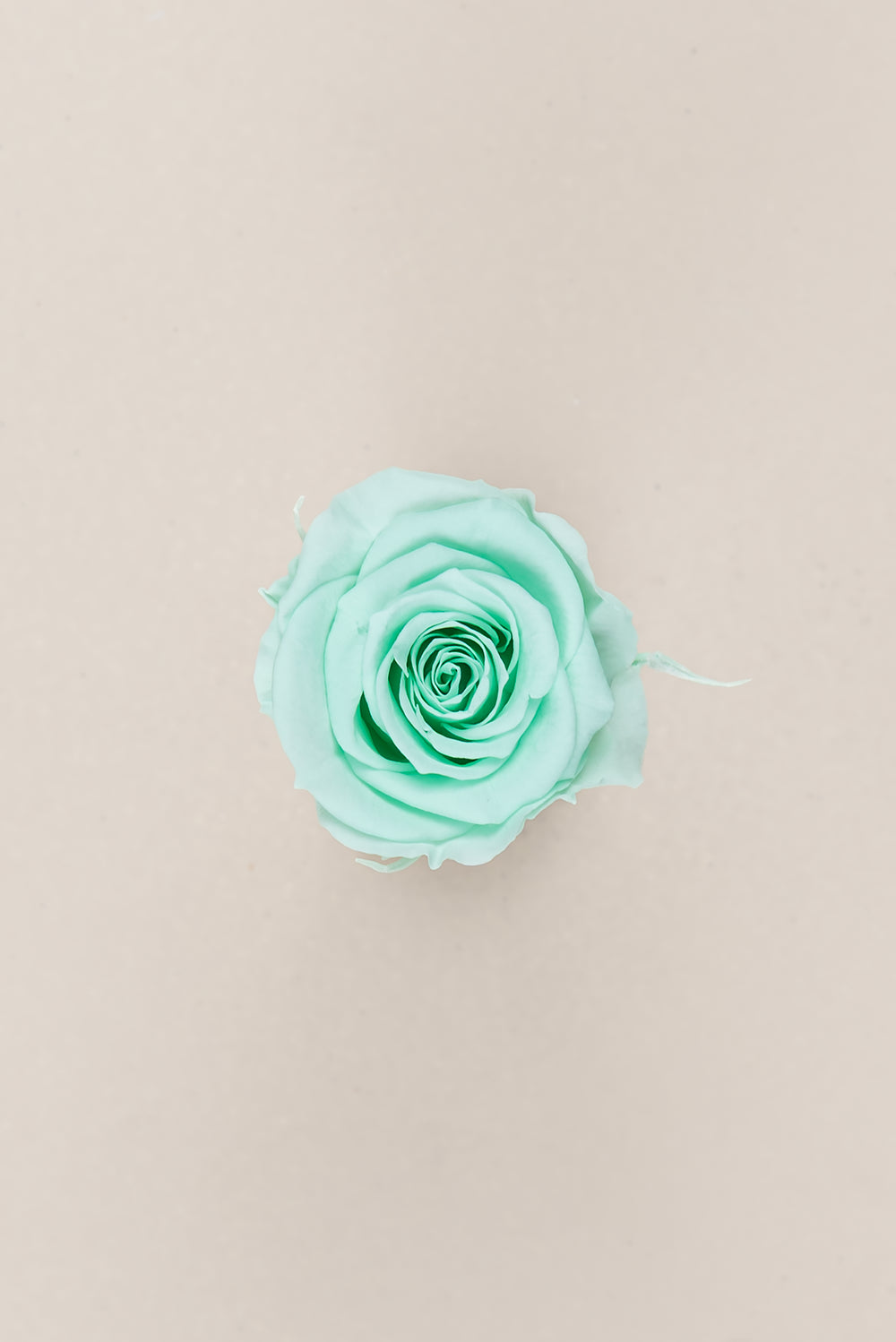Princesse Rose - Boîte 16 têtes