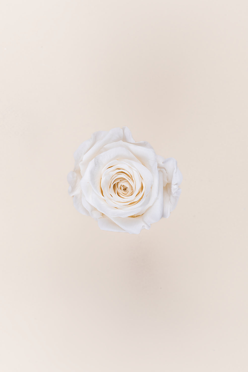 Rosa Queen a granel - Pack 120 u.