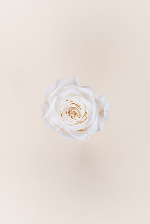Rose Queen Bulk - Pack 120 u.