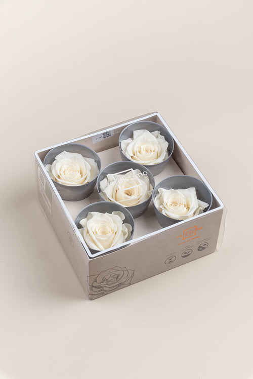 Rose Queen - Case 5 têtes