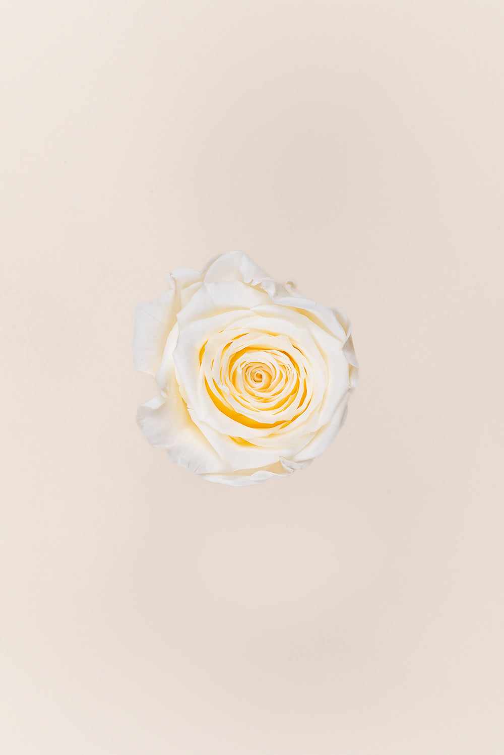 Rosa Queen a granel - Pack 120 u.