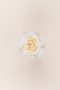 Crème Vanille