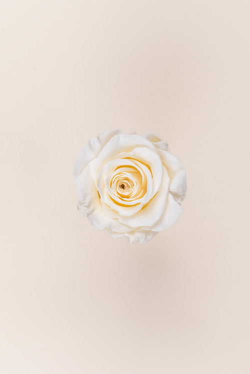 Rose Queen Bulk - Pack 120 u.