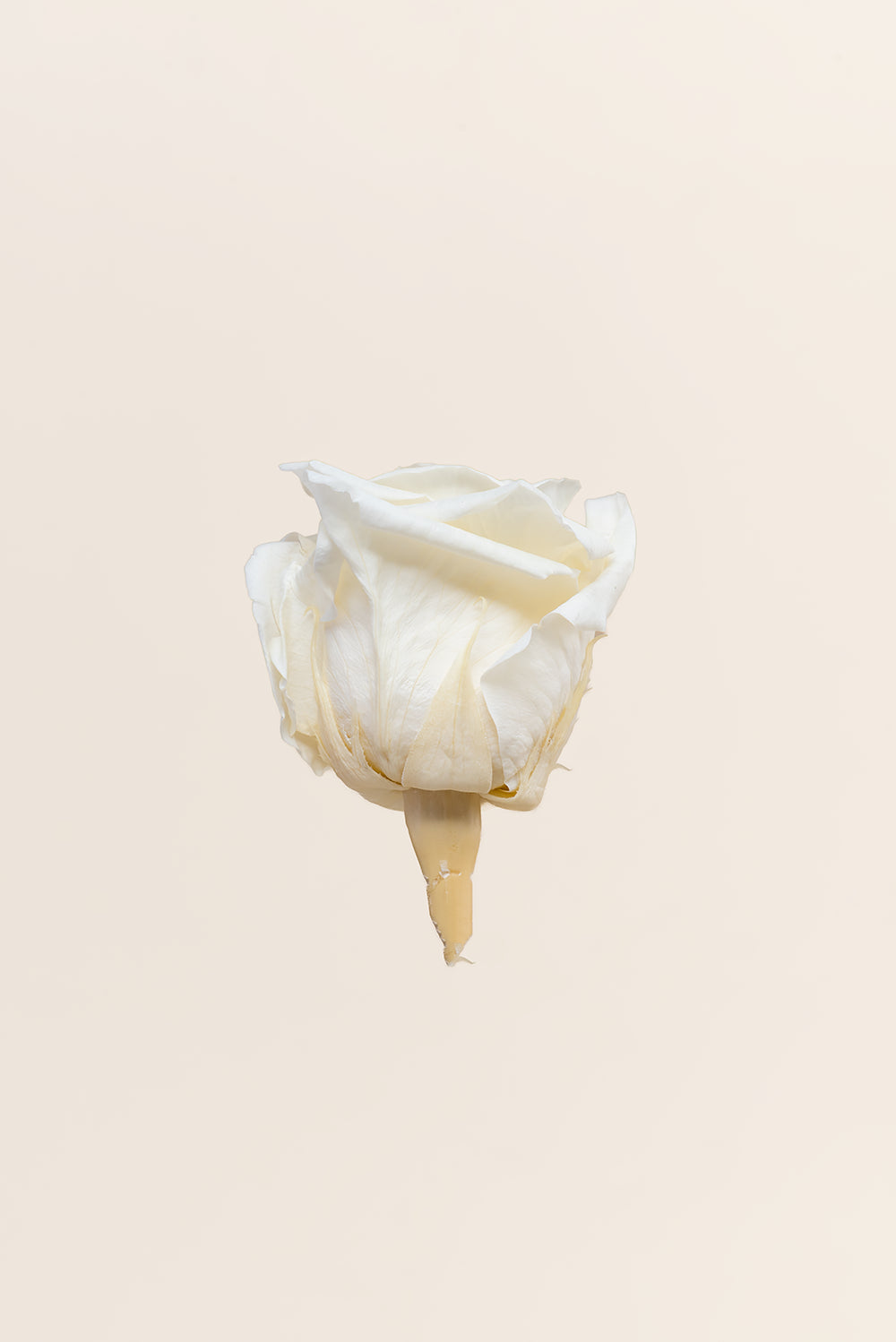 Rosa Queen a granel - Pack 120 u.